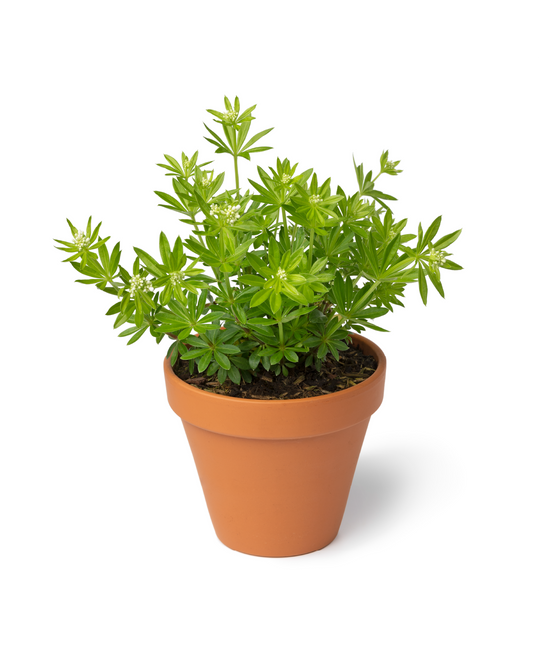 Artifical Plants