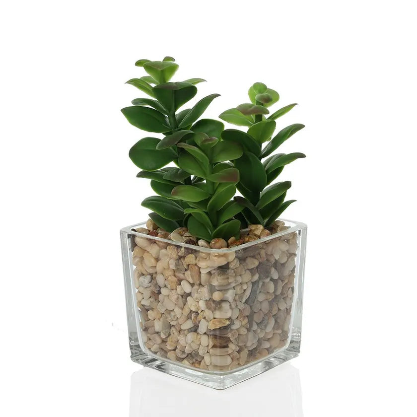 Succulent Plant with Glass Pot- 18cms