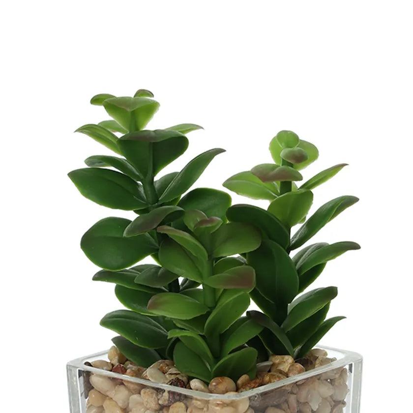 Succulent Plant with Glass Pot- 18cms