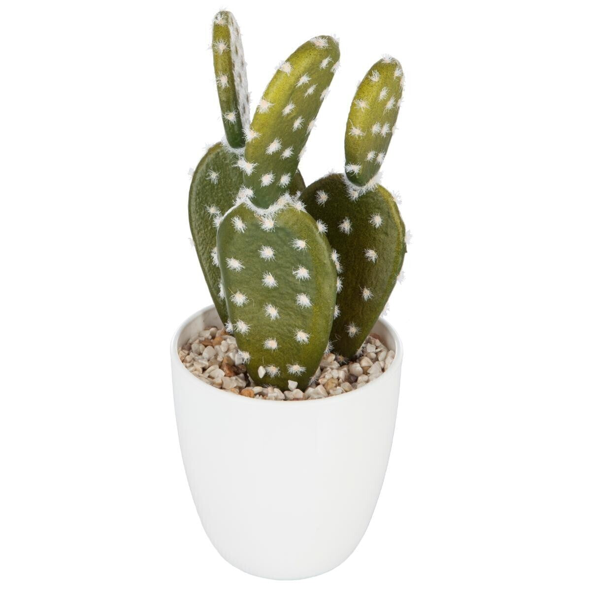 Succulent & cactus plant