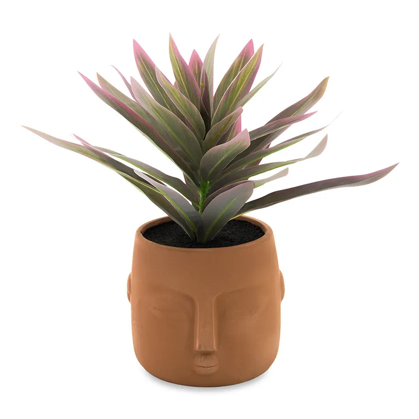 Dracaena In Ceramic