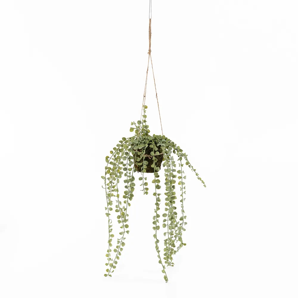 Succulent Hanging Branch Moss Pot, Green -15x60cms