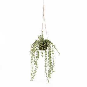 Succulent Hanging Branch Moss Pot, Green -15x60cms