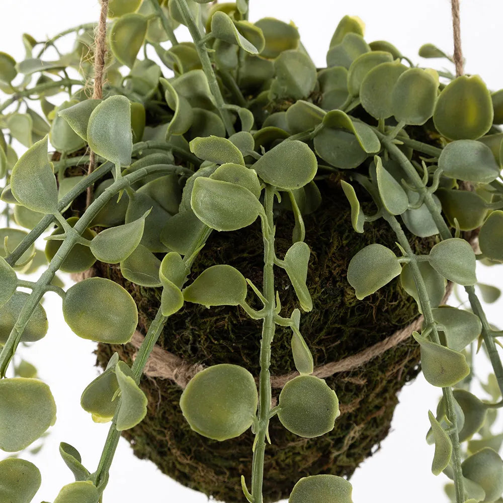 Succulent Hanging Branch Moss Pot, Green -15x60cms